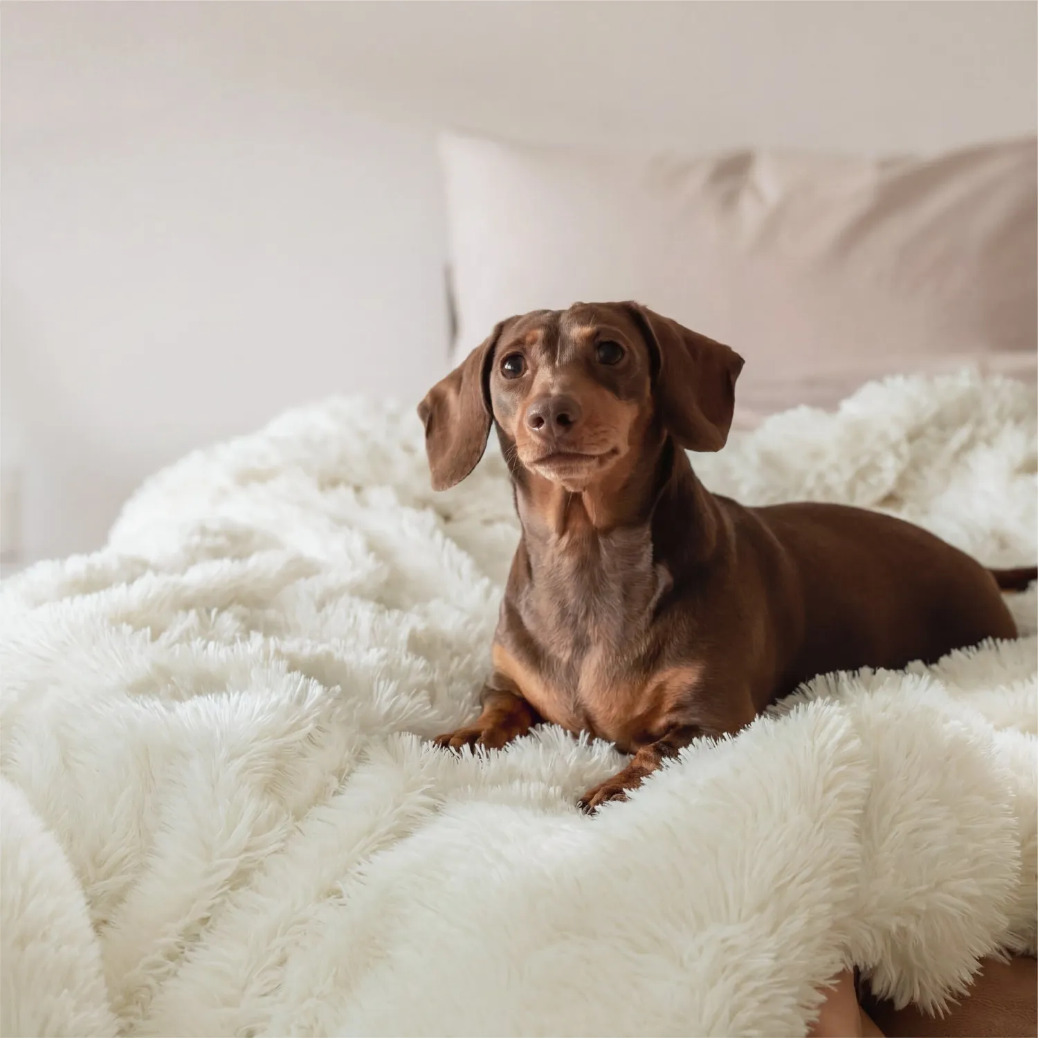 Bedsure Essentials Luxe Faux Fur Blanket coperta in pelliccia sintetica